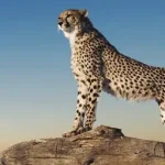 WP Fastest Cache Un guepardo de pie sobre una roca, símbolo de velocidad, representando el logotipo de WP Fastest Cache, un plugin de optimización para WordPress.